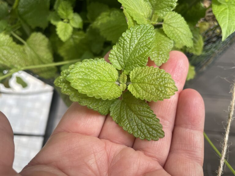 Lemon balm in an urban garden
