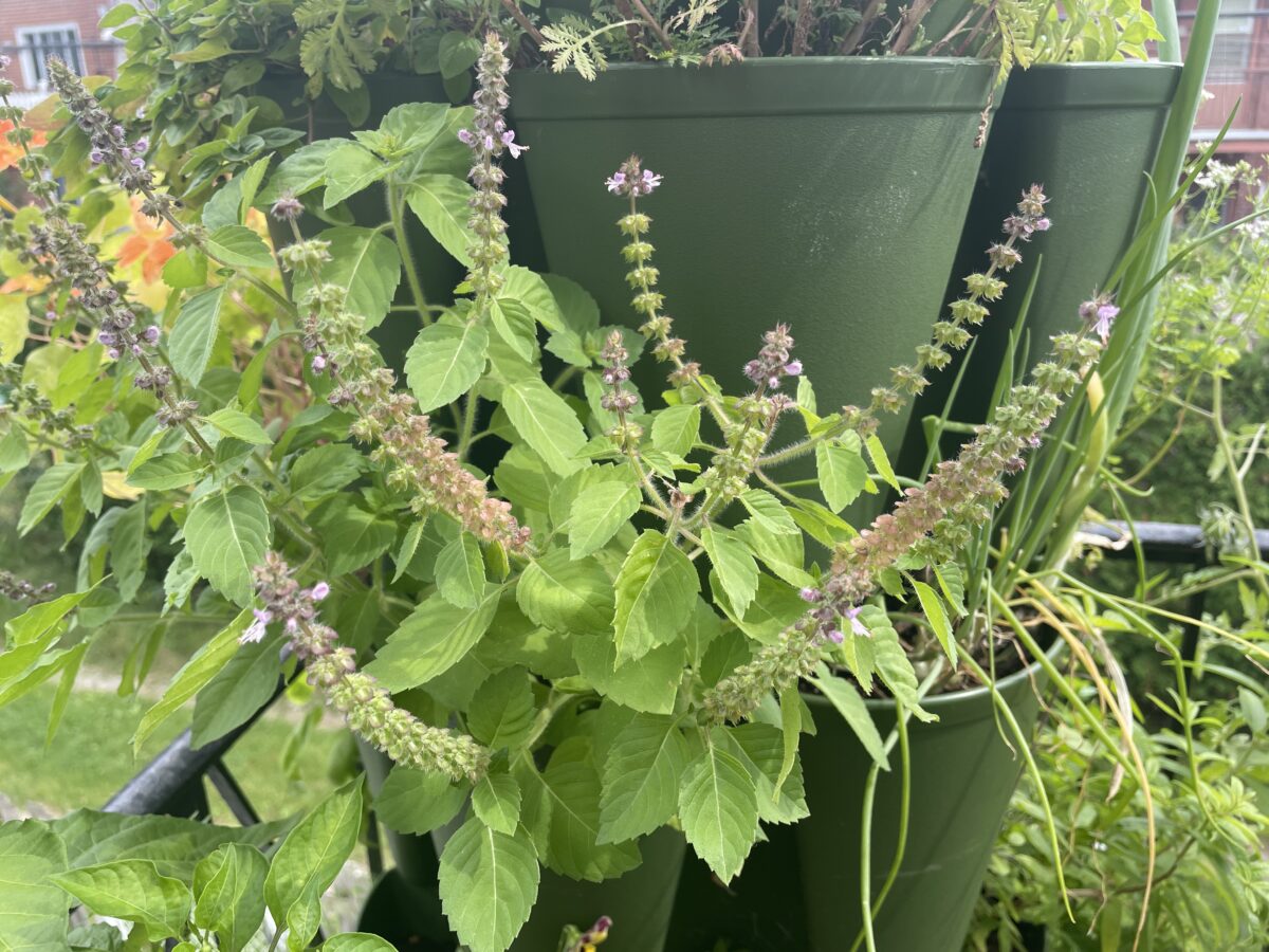 container garden with holy basil