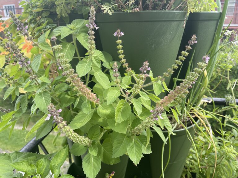 container garden with holy basil