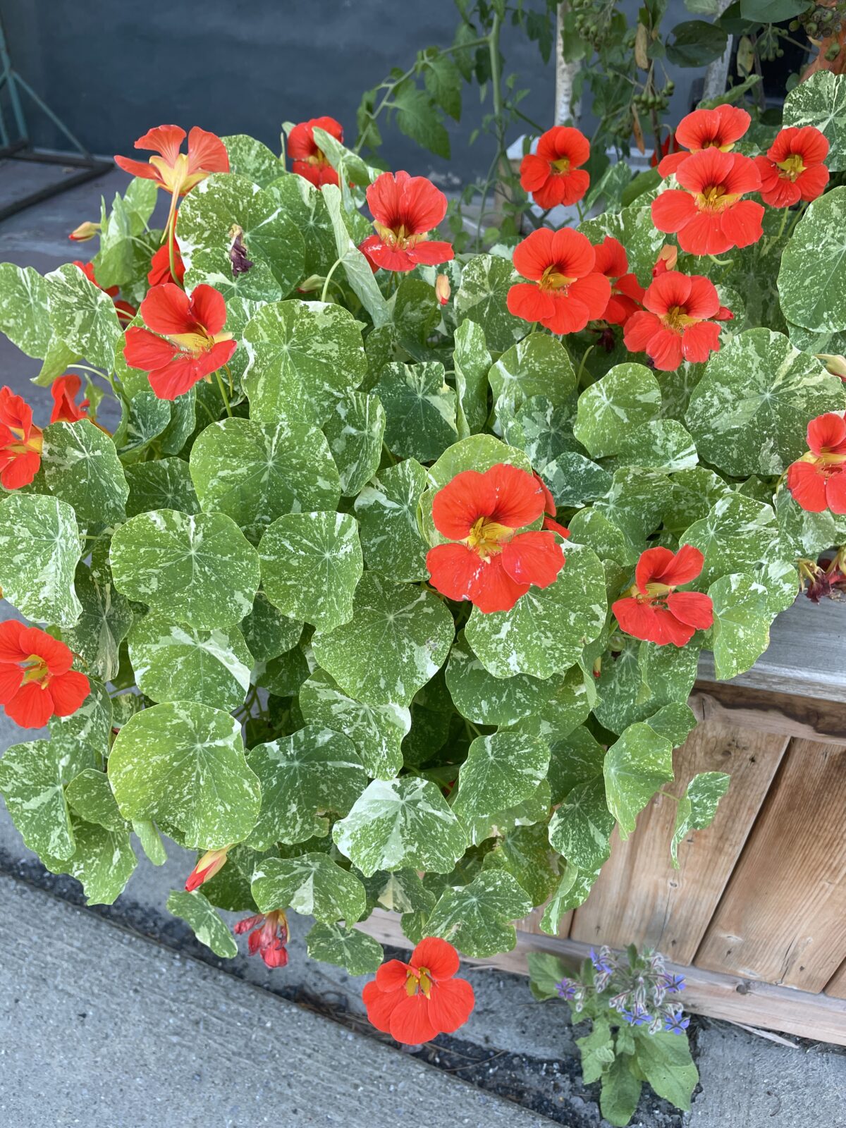 nasturtiums in a container